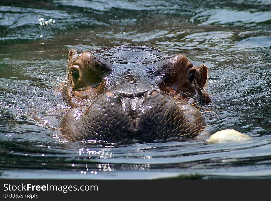 Hippopotamus at the St. Louis Zoo