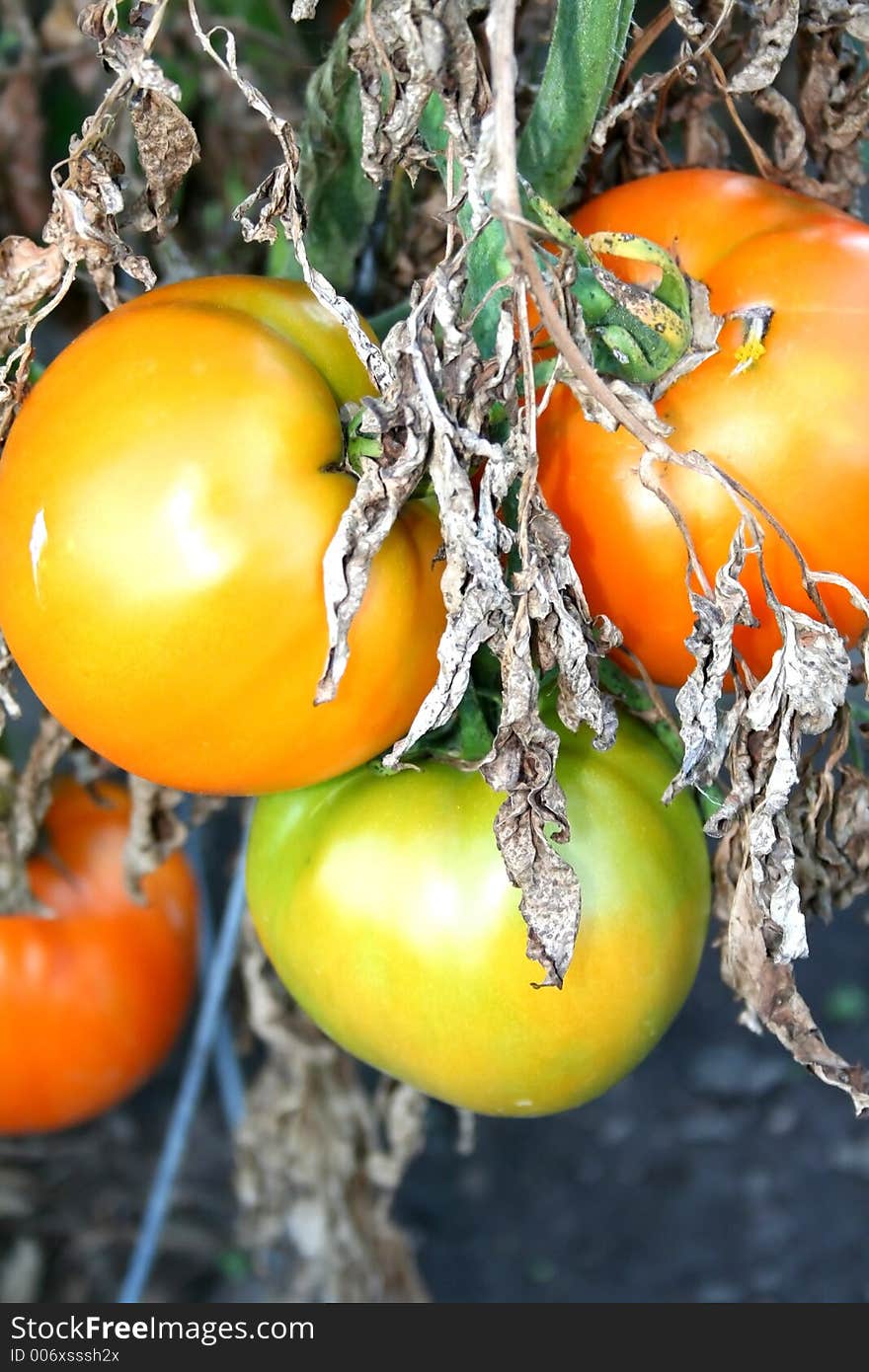 Colorful Tomatoes