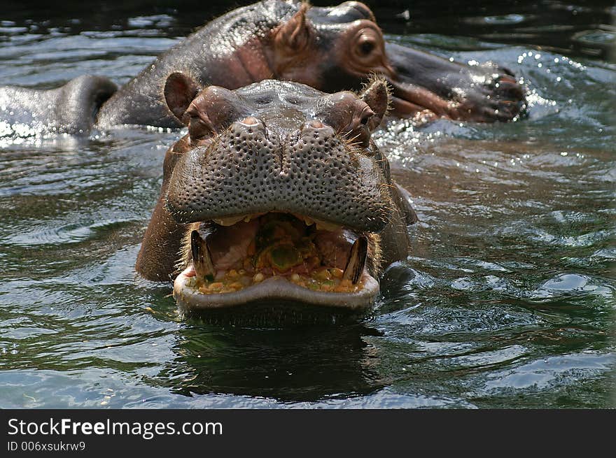 Hippopotamus at the St. Louis Zoo