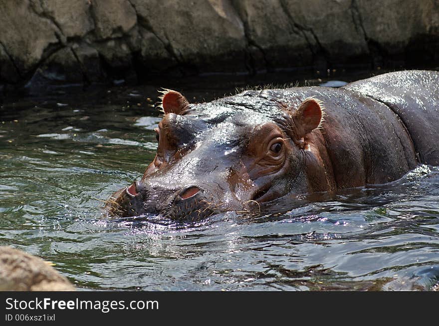 Hippopotamus at the St. Louis Zoo