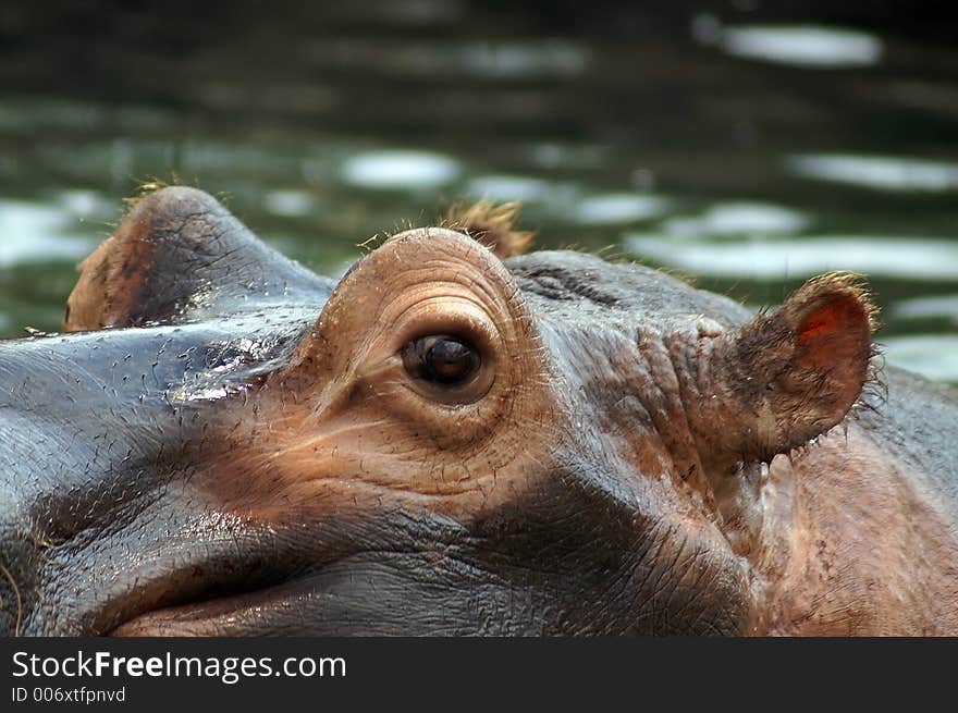 Hippopotamus at the St. Louis Zoo