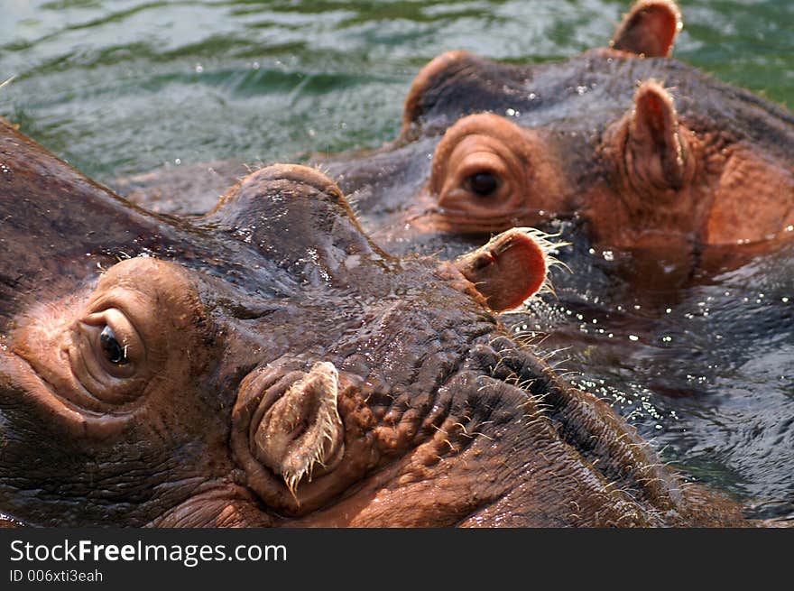 Hippopotamus at the St. Louis Zoo