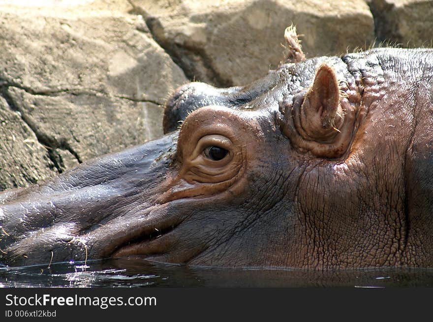 Hippopotamus at the St. Louis Zoo