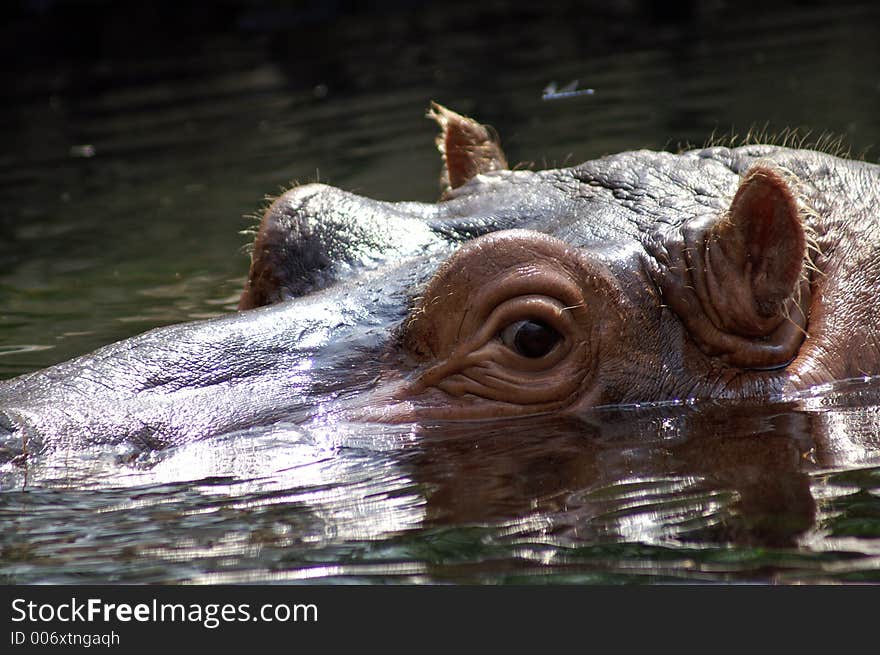 Hippopotamus at the St. Louis Zoo