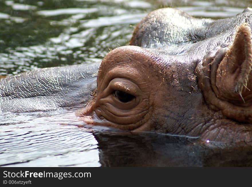 Hippopotamus at the St. Louis Zoo