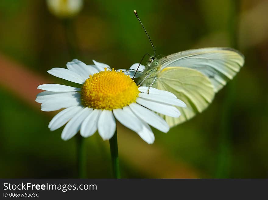 White butterfly on Chamomile flower, in early summer