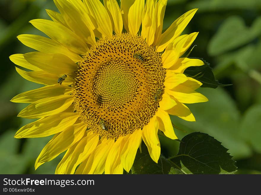 Working bees on sunflower in summer