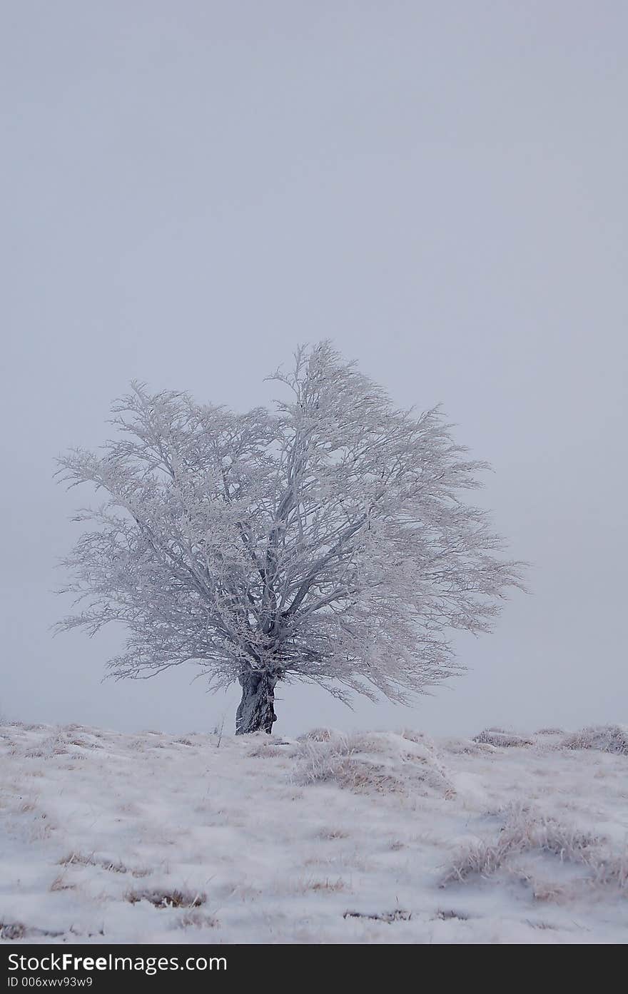 Lonely Tree In Winter