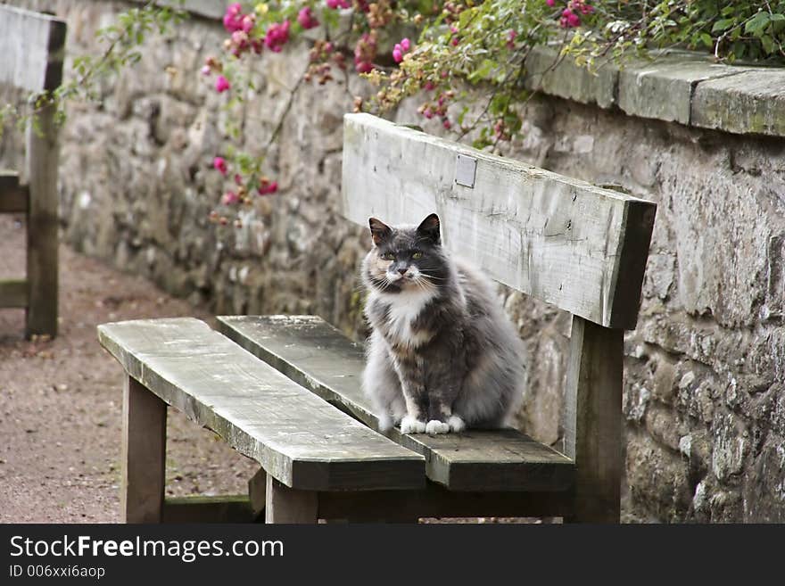 Scotch Cat