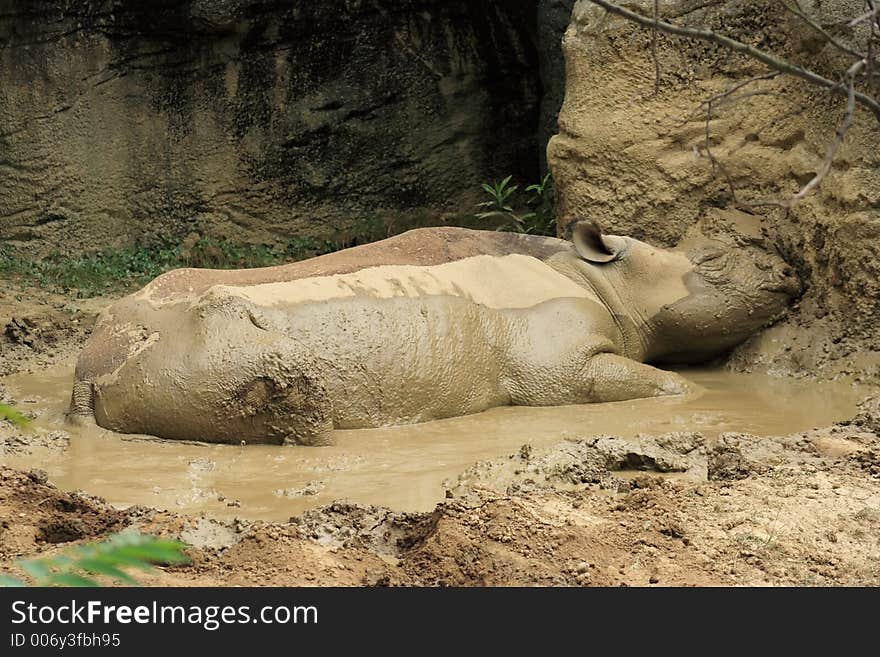 A White Rhino At The Zoo