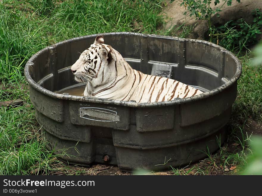 White Tiger At The Zoo