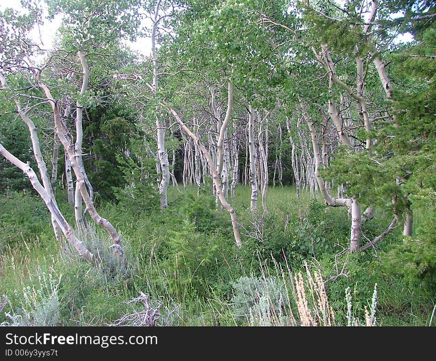 Trees in the mountains in Utah. Trees in the mountains in Utah