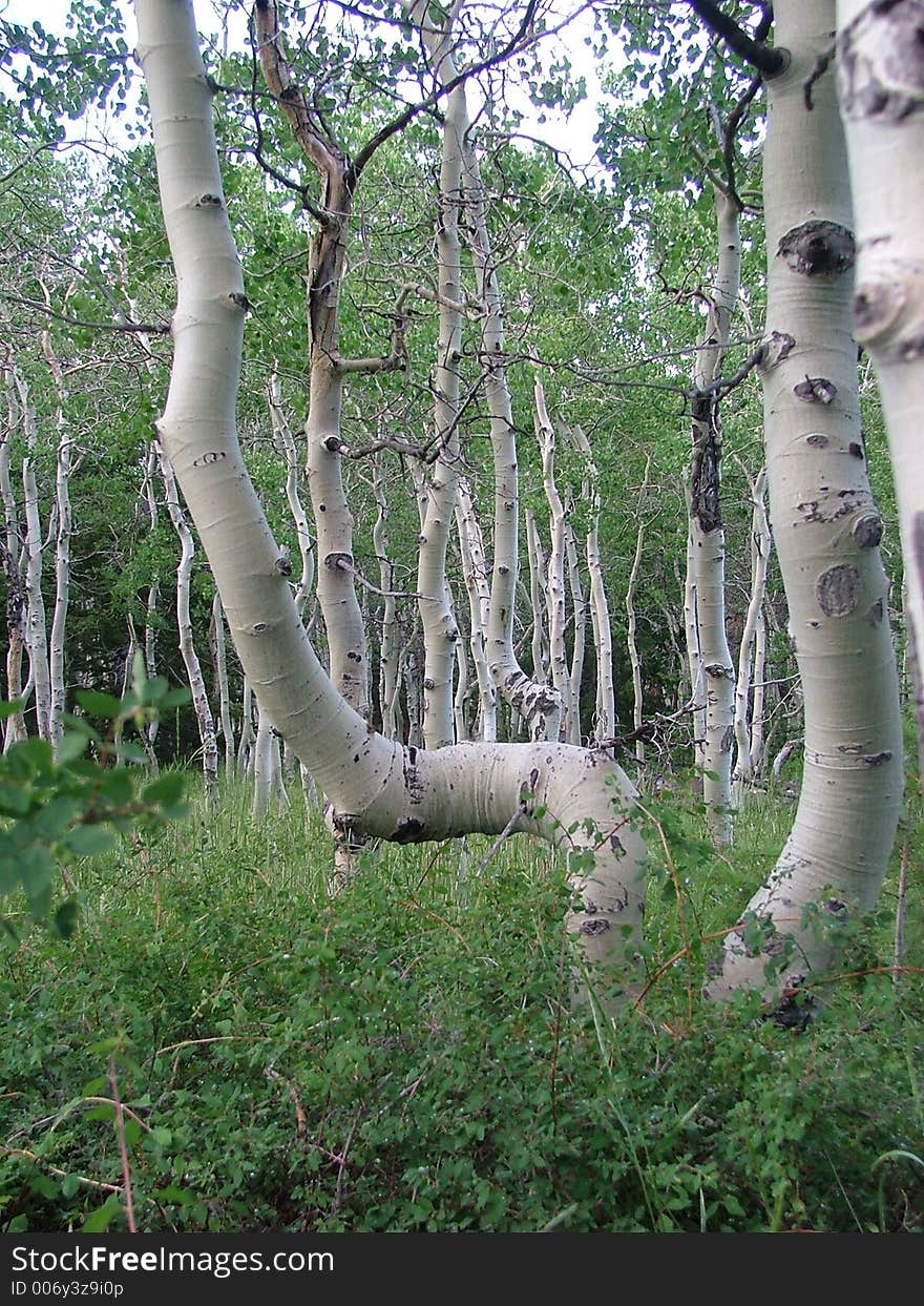 Trees in Mountains in Utah. Trees in Mountains in Utah