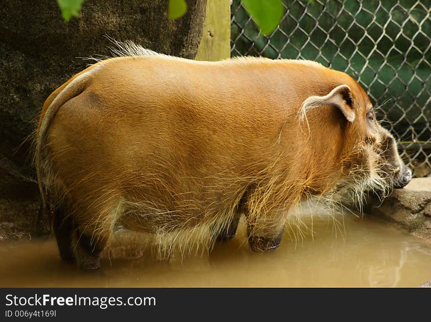 A boar at the zoo