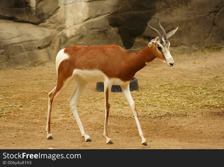 A Baby And Mother Gazelle