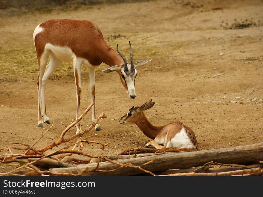 A Baby And Mother Gazelle