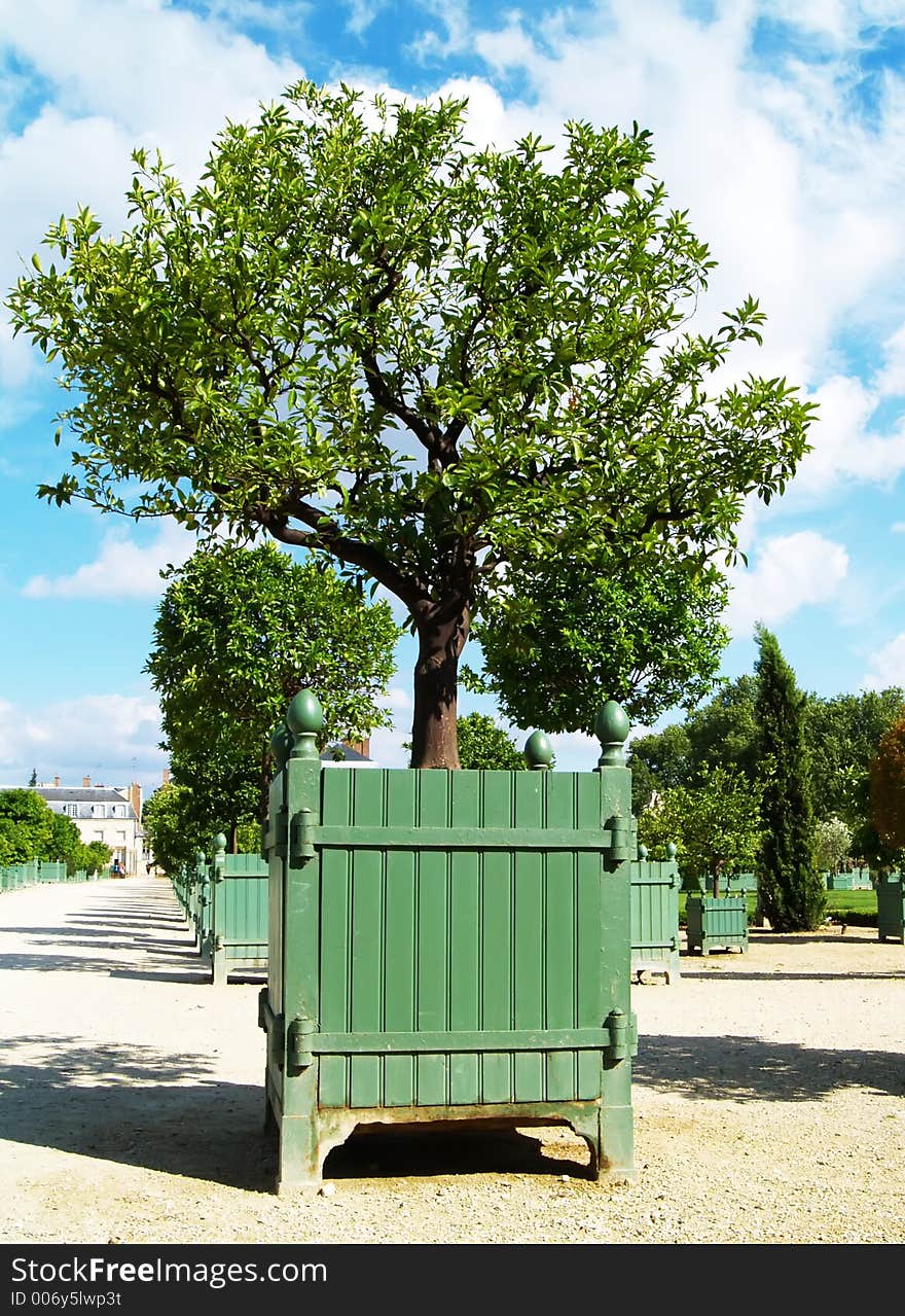 Tree in a park