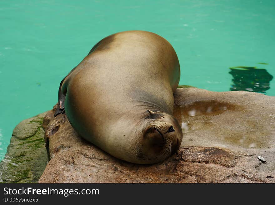 Seal at the zoo