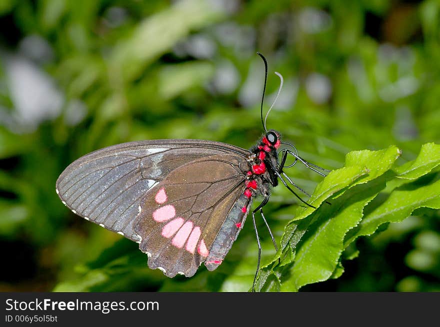 Closeup of an Black, Brown, Red, and Pink Butterfly against a green foliage background. Closeup of an Black, Brown, Red, and Pink Butterfly against a green foliage background