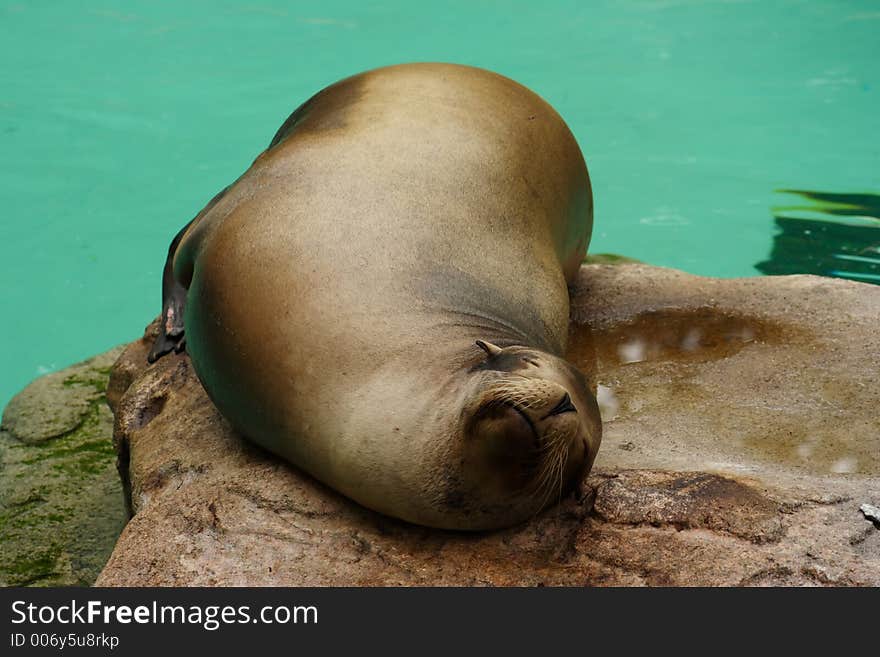 Seal at the zoo