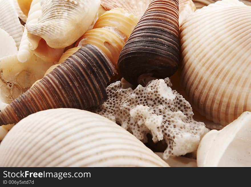 Shells close-up