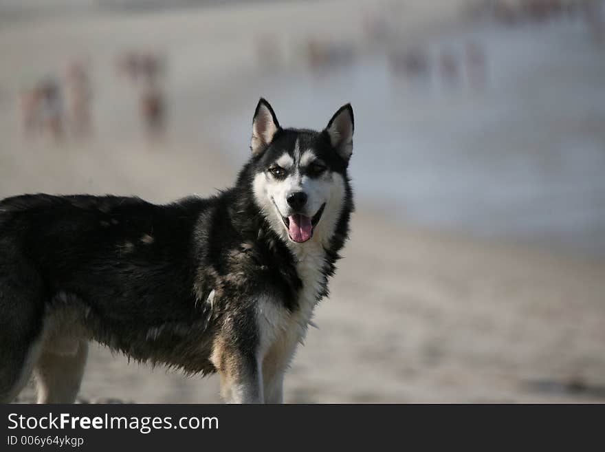 Husky in the beach. Husky in the beach