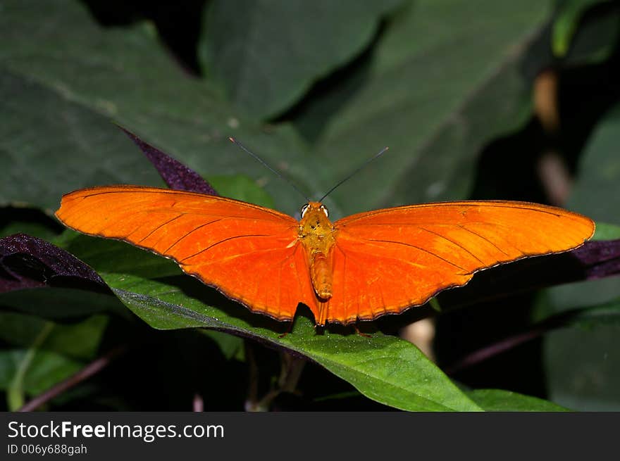 Closeup of an Orange Buttergly against a green foliage background. Closeup of an Orange Buttergly against a green foliage background