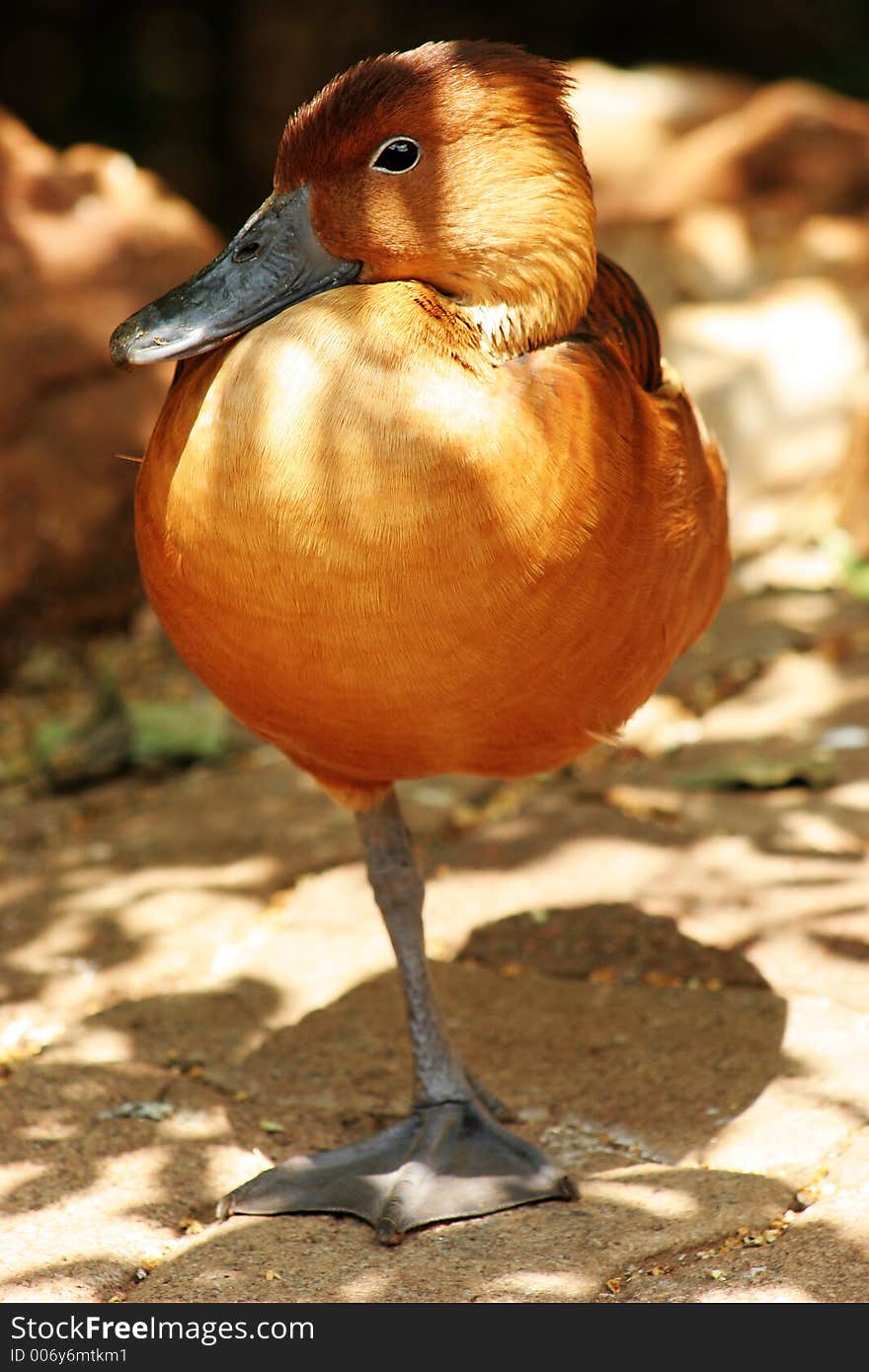 A duck standing on one leg