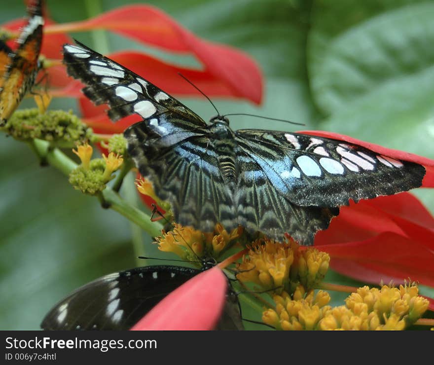 Blue Clipper butterfly with Red Cracker butterfly in background. Blue Clipper butterfly with Red Cracker butterfly in background