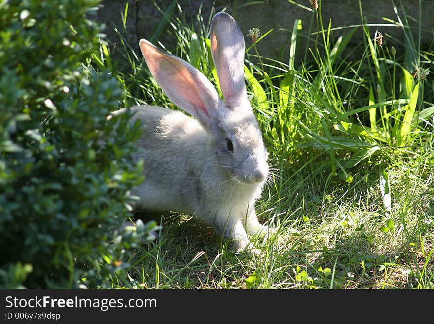 Rabbit Looking For Food