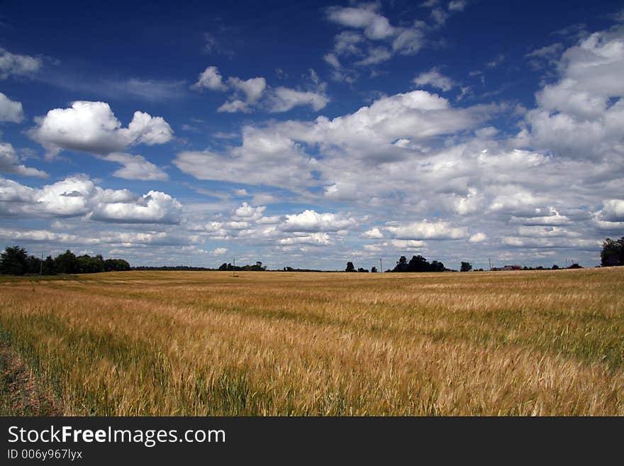 Estonian Landscape