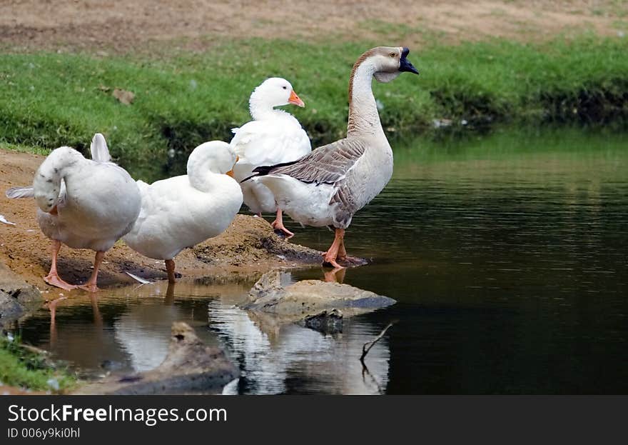 Goose in the park on a summer morning.