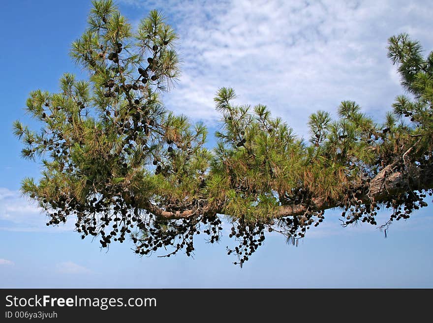 Tree, pine, nuts, sky, needle