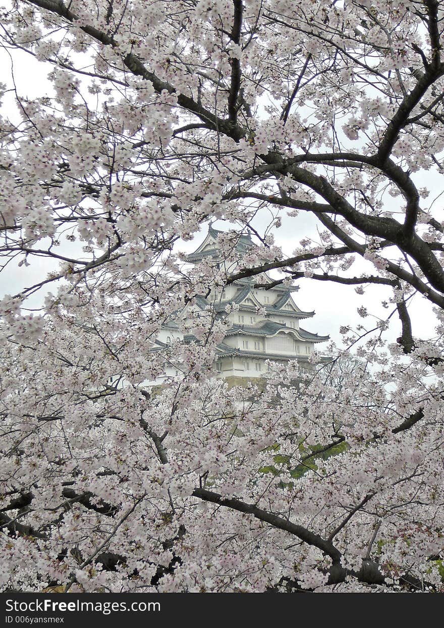 All Japanese love Sakura, the time of cherry blossoming. In the background you can see Himeji Castle. All Japanese love Sakura, the time of cherry blossoming. In the background you can see Himeji Castle.