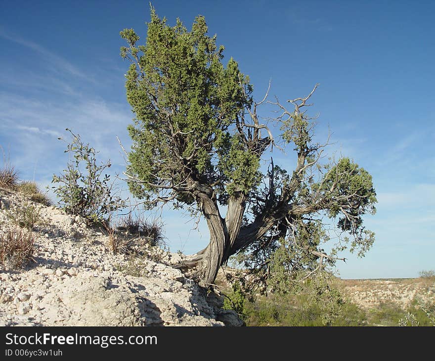 Tree on mountain side