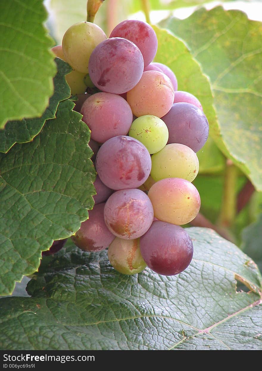 Grapes