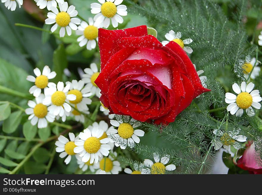 Red rose with with water drops