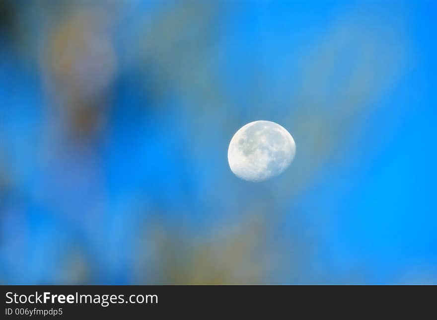 Moon from behind the trees and blue sky