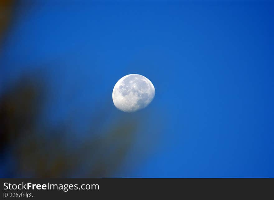 Moon from behind the trees and blue sky