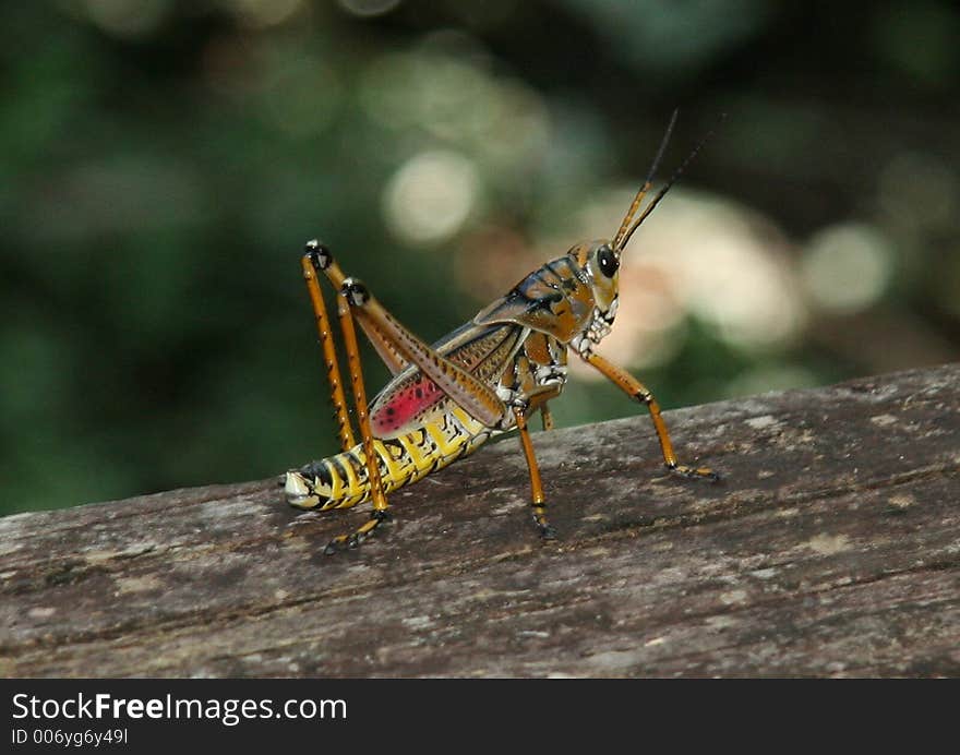 Grasshopper2