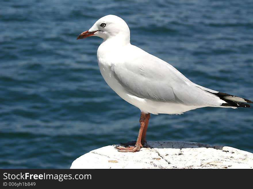 Seagull