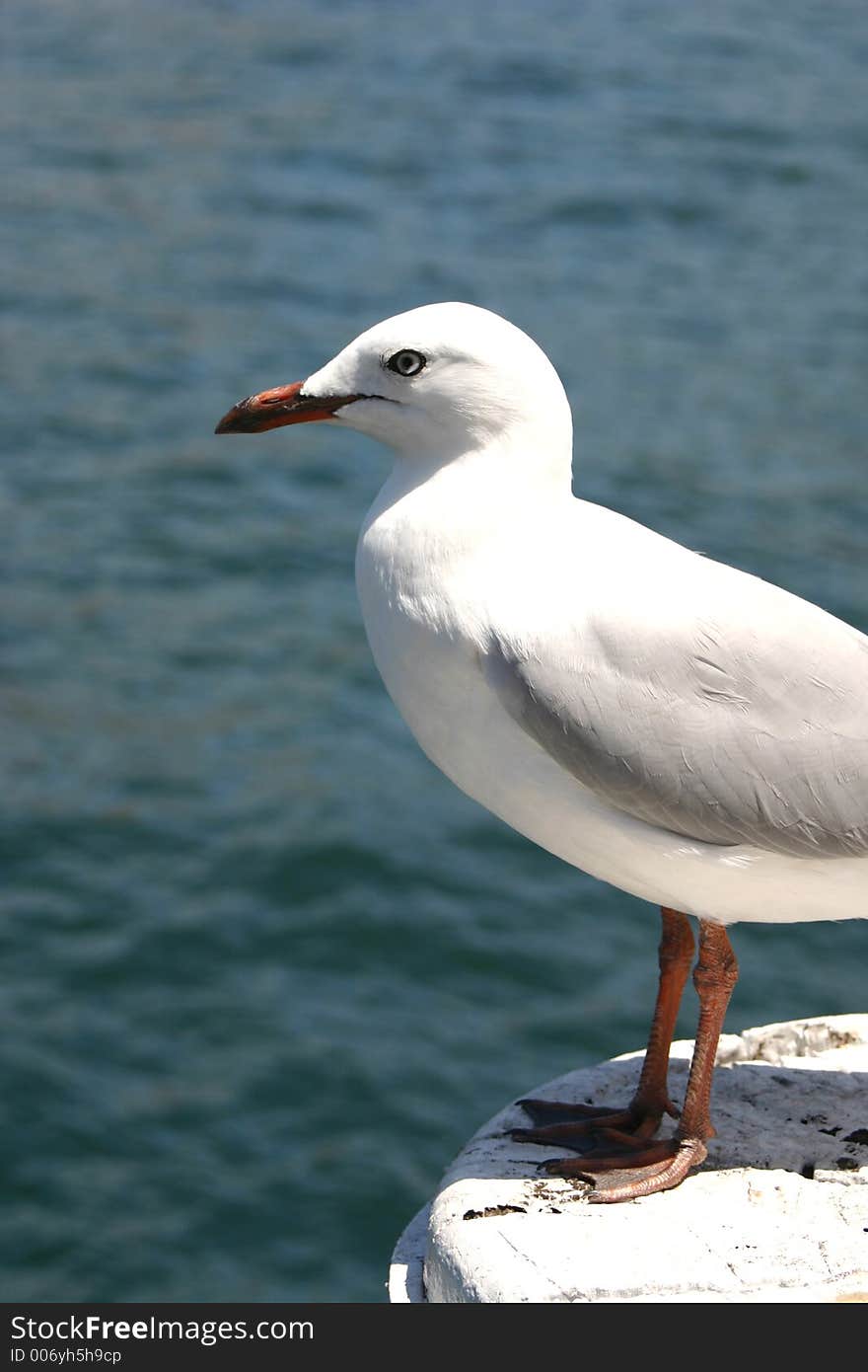 Seagull