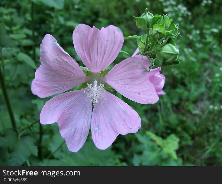 Purple flower