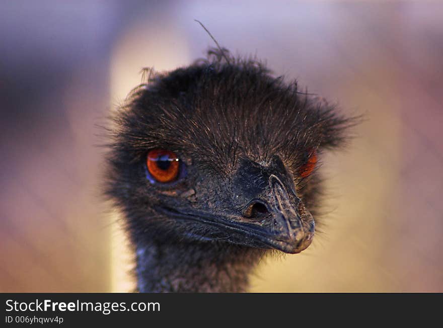 Portrait of an Ostrich