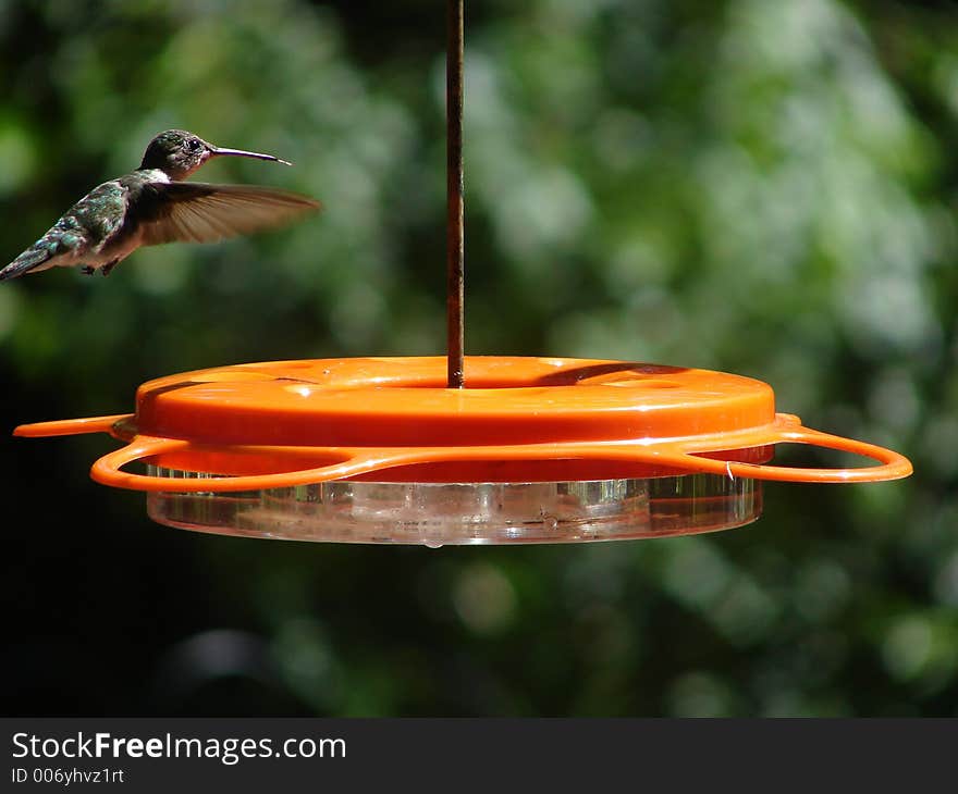 Hummingbird looking for food