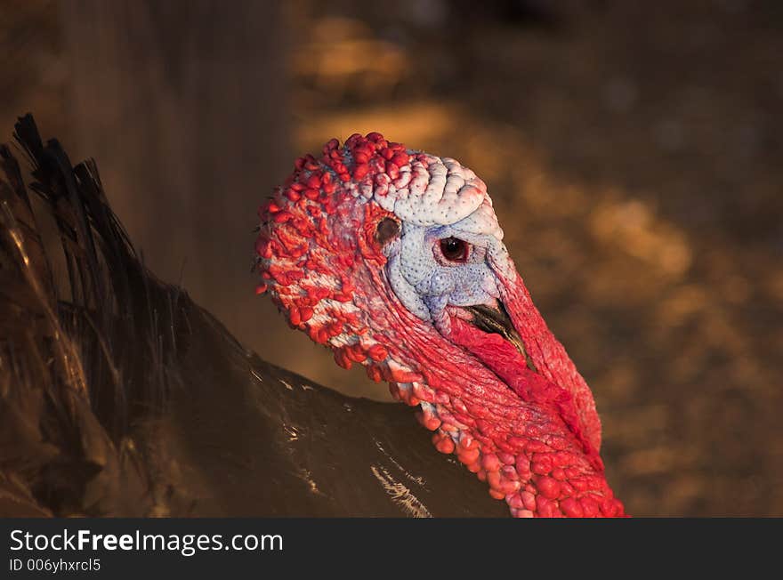 Portait of a Turkey