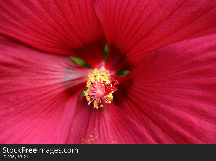 Pink Hibiscus