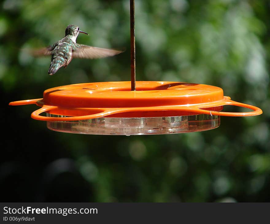 Hummingbird finished eating