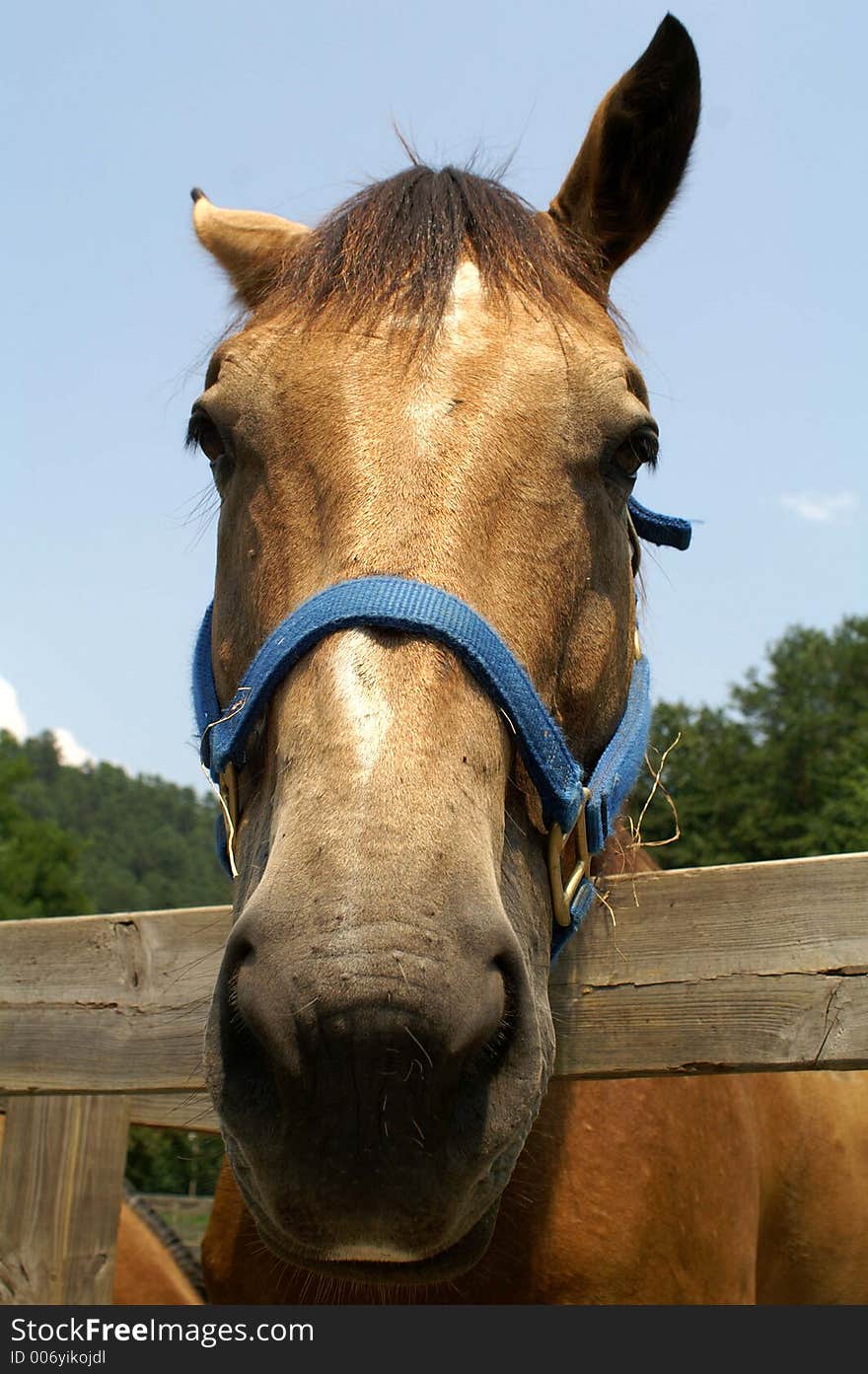 Close up of horse face