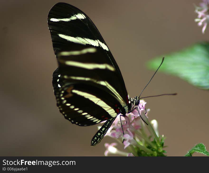 Black butterfly on a butterfly bush